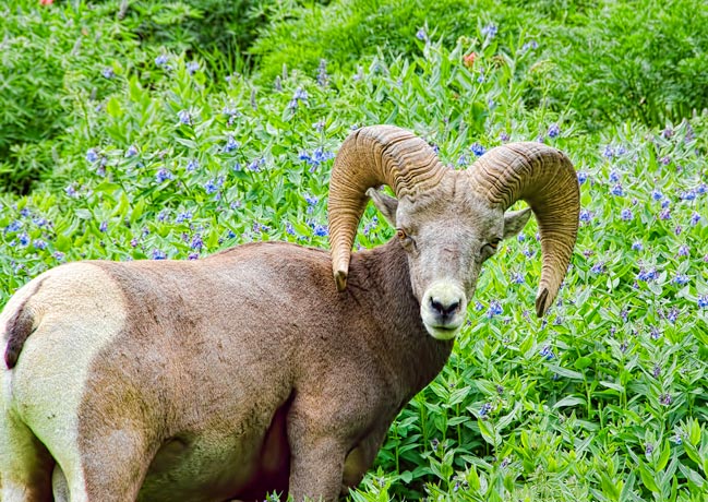 little-bighorn