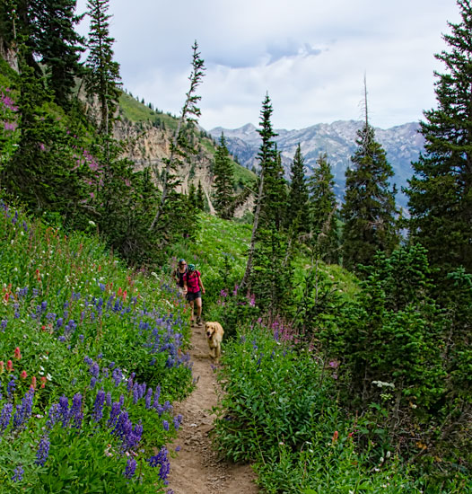 lupine-trail