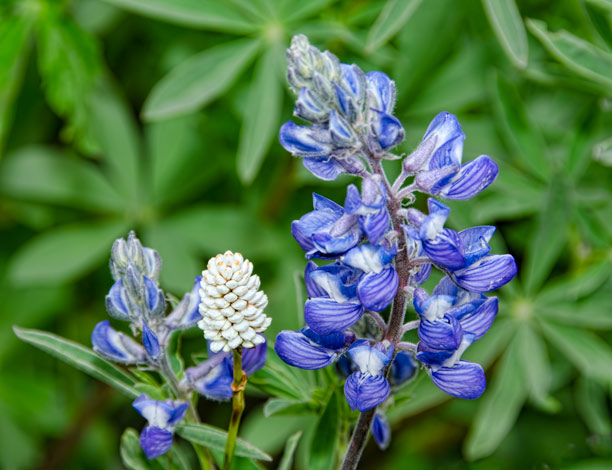 lupine