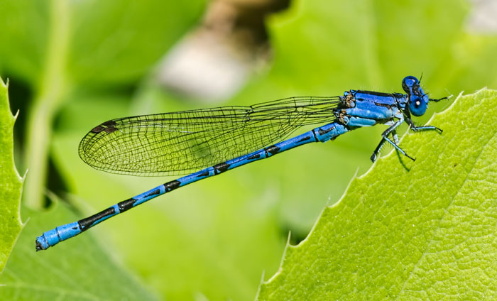 blue-damsel