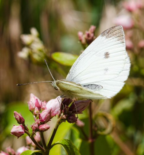 little-white