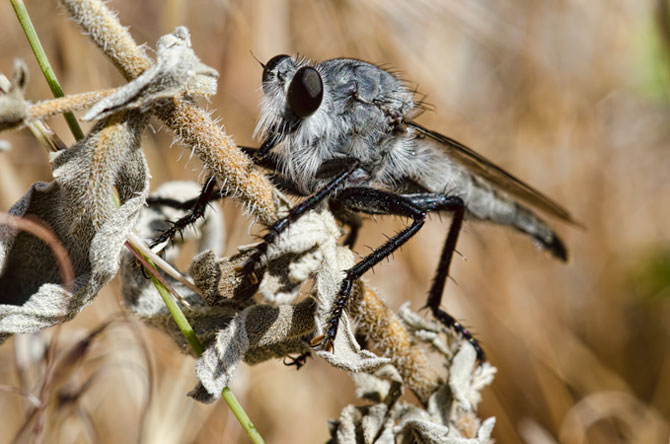 robber-fly