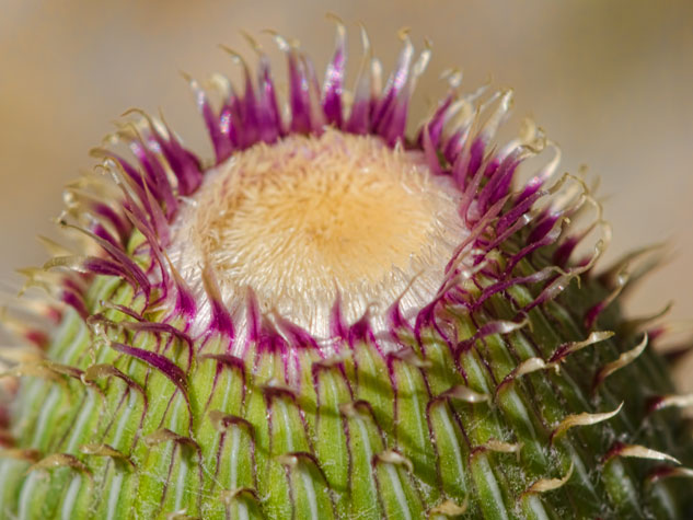 thistle