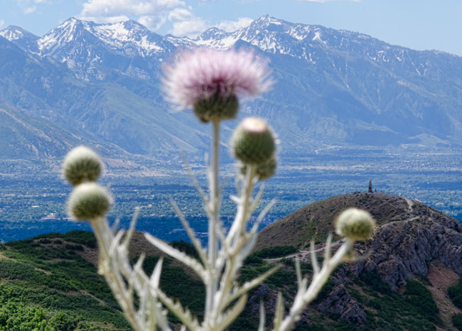 thunder-bell-thistle