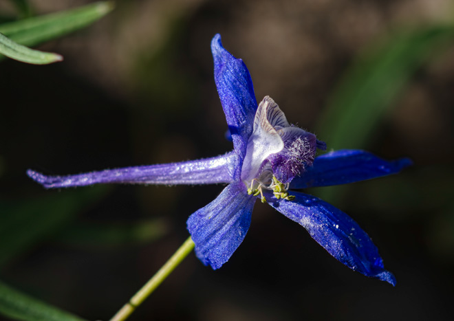 blue-lark