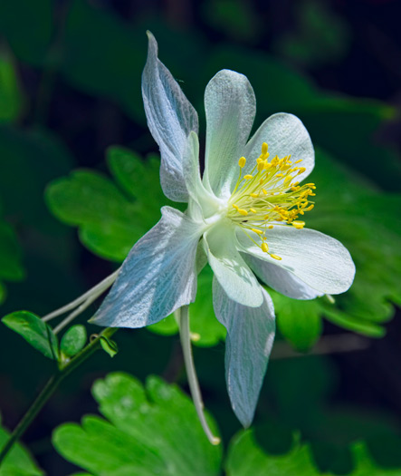 columbine