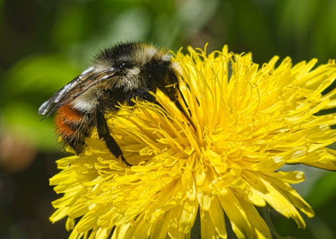 dandy-bumble