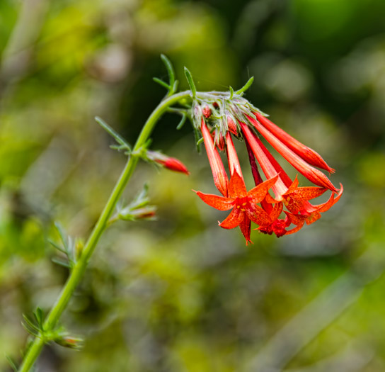 red-rockets