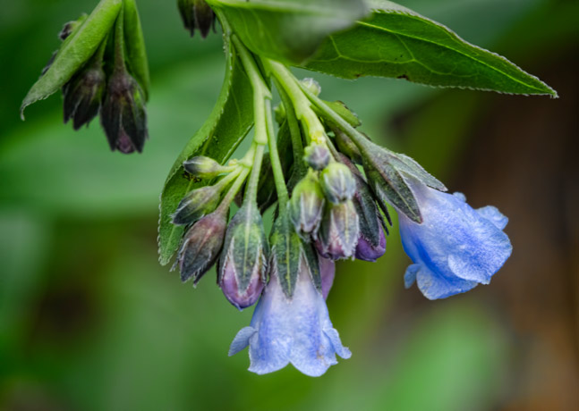 blubells