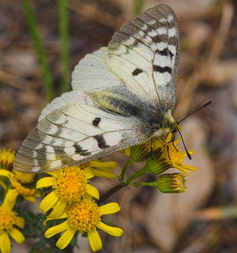 butterweed