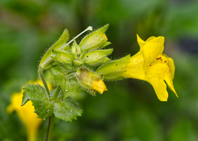 monkeyflower