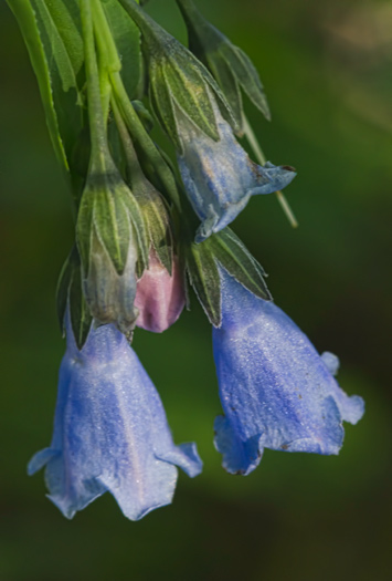 bluebell