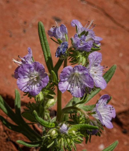 blue-ladder