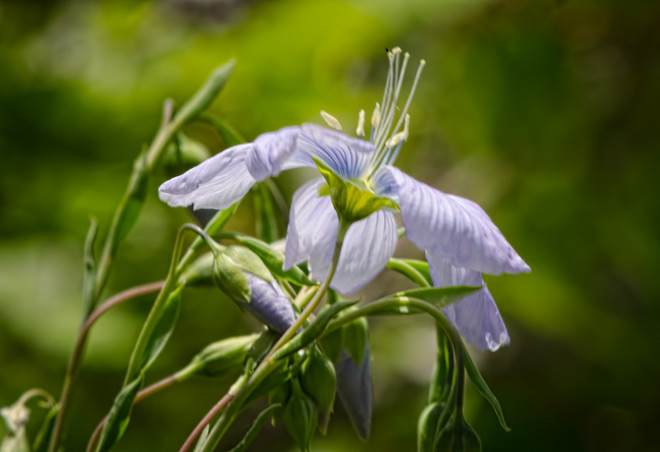 flax