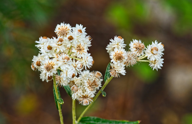 old-daisies