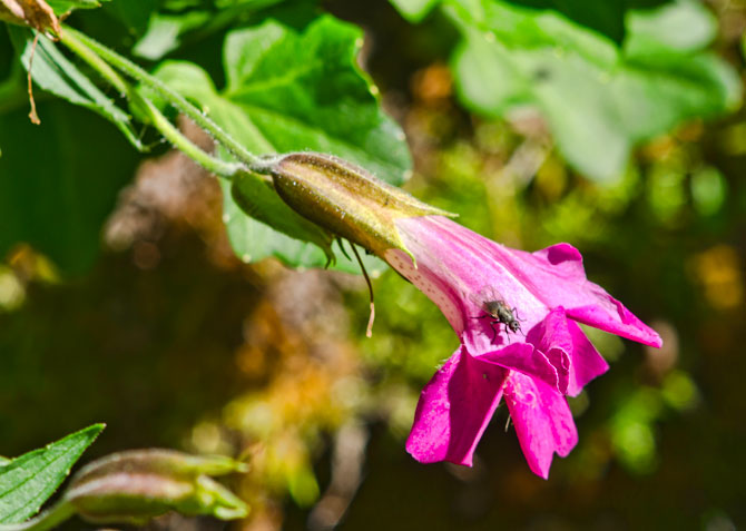 pink-monkey-flower