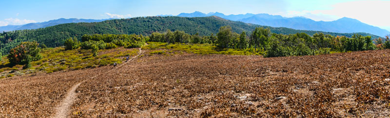 bald-pano