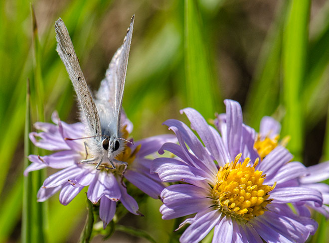 butter-daisy