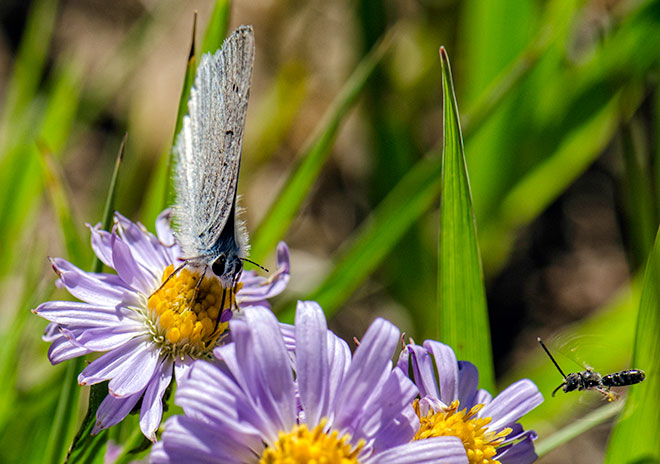 butter-daisybee