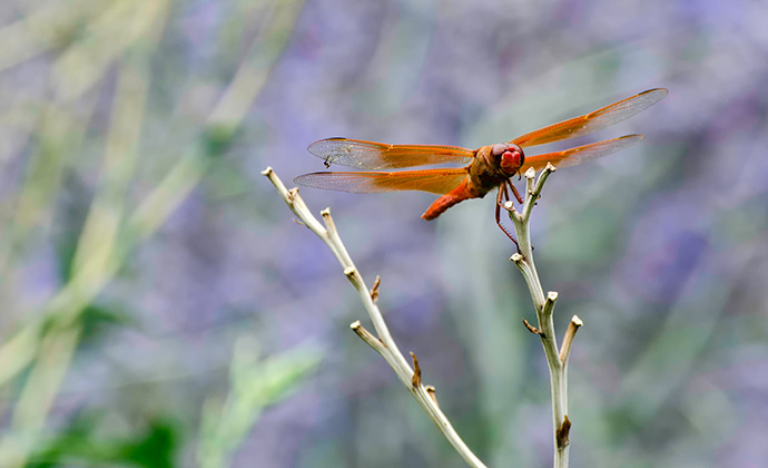 five-dragonfly