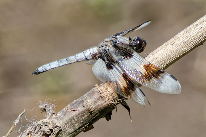 grey-spotted