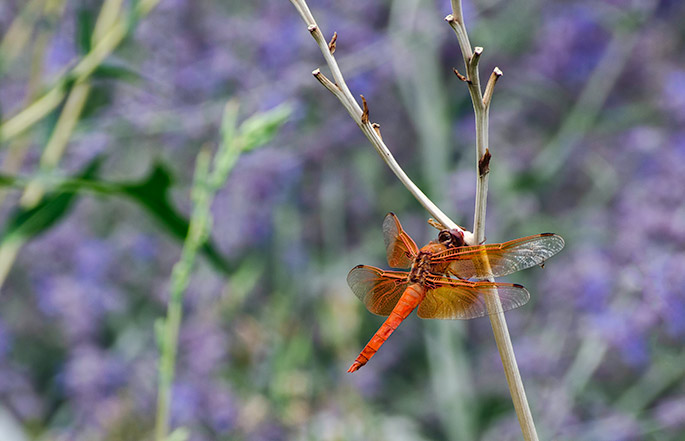 one-dragonfly