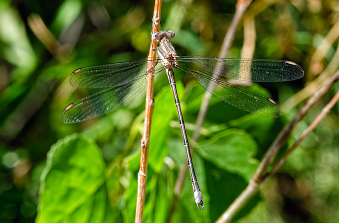 park-damselfly