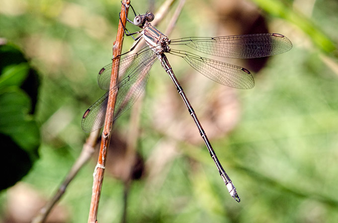 park-damselfly1