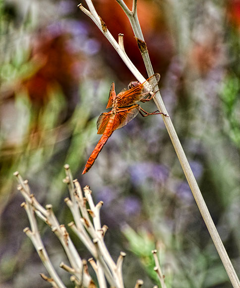 three-dragonfly