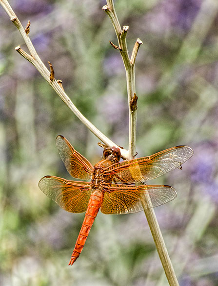 two-dragonfly