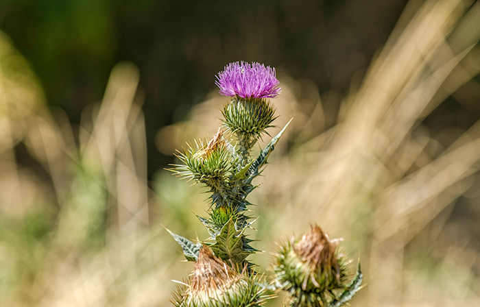 thistle