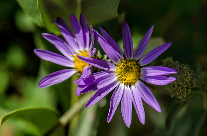 asters