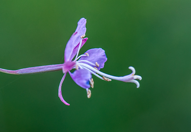 fireweed