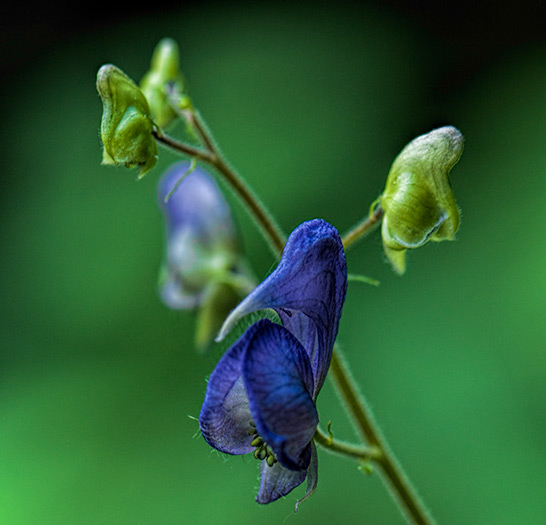 monkshood