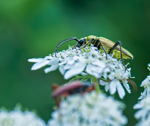 yellow-bug