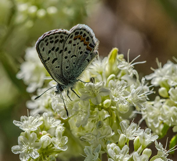 camas_butterfly