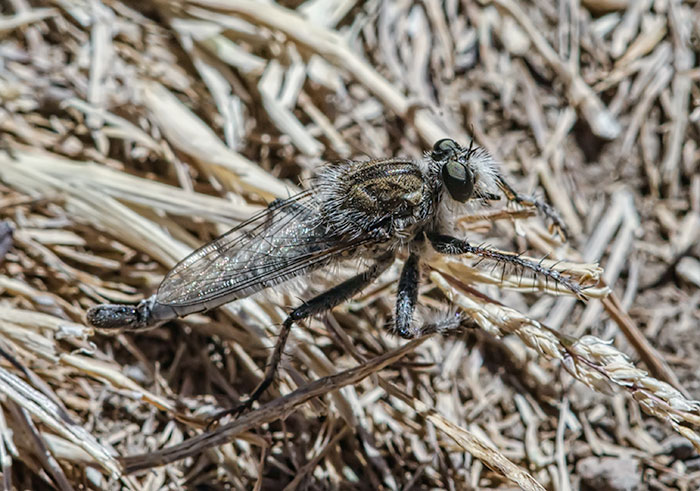 robber_fly