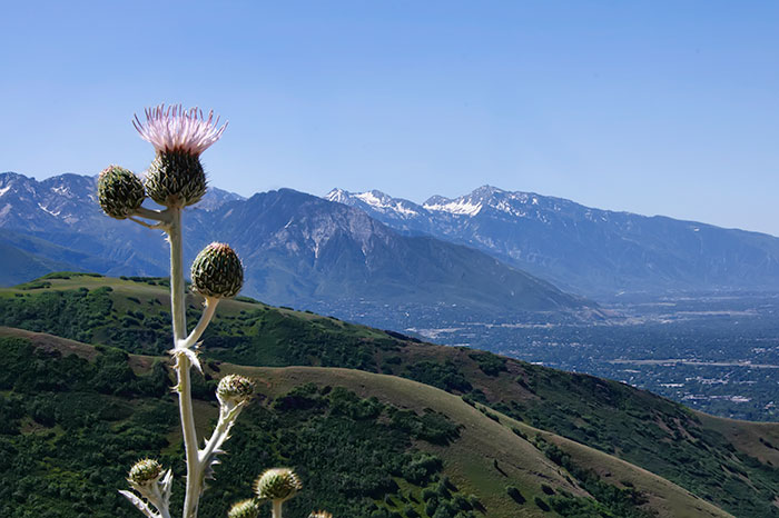 thistle-view