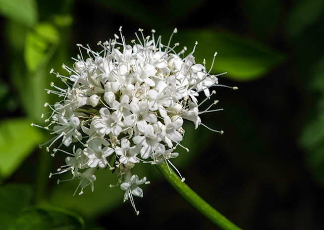 baneberry