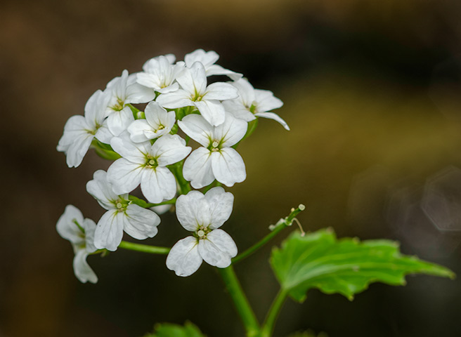 bittercress