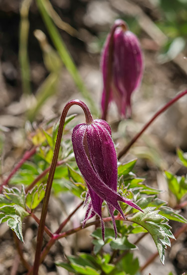 clematis