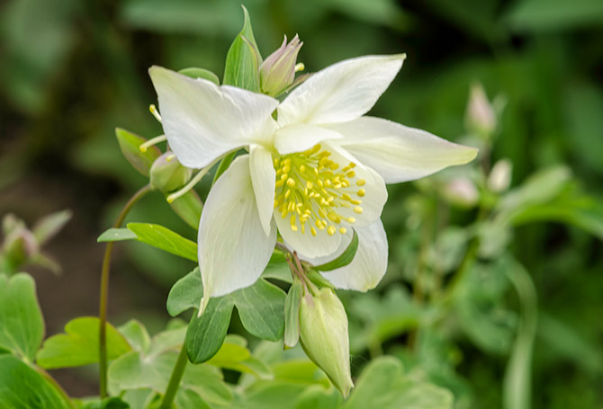 columbine