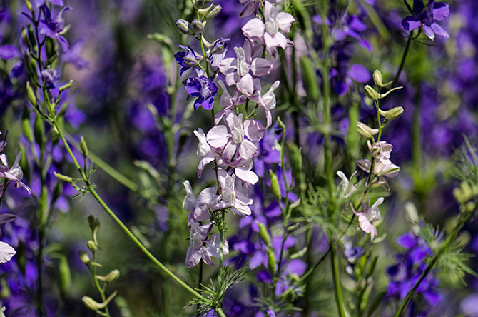 larkspur