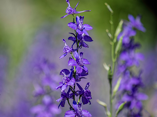 purple-larkspur