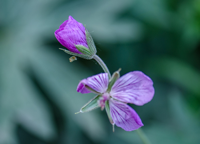 sticky-bud