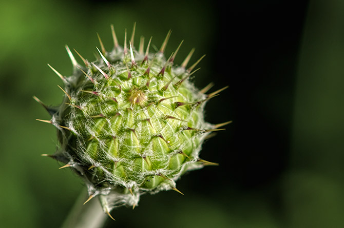 thistle-portrait