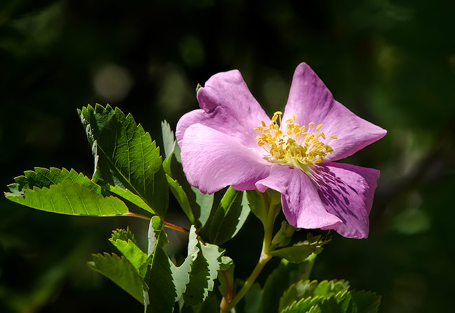 wild-rose