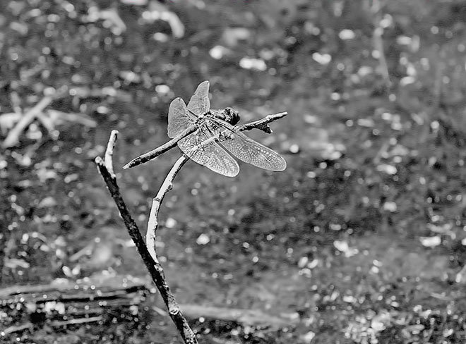 dragonfly