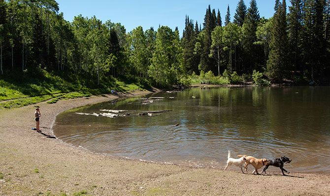 dog-lake