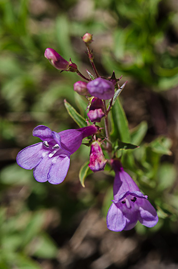 low-penstemon